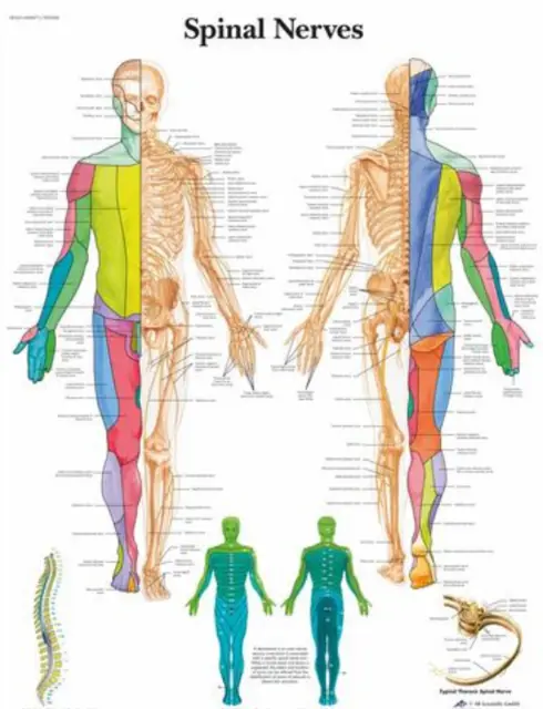 Plakat Spinal Nerves 50x67 cm Laminert 
