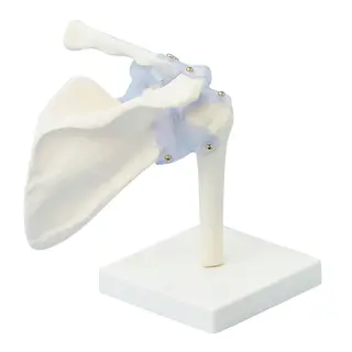 Skulder m. ligament og stativ 4550