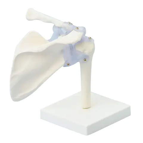 Skulder med ligament og stativ modell 4550