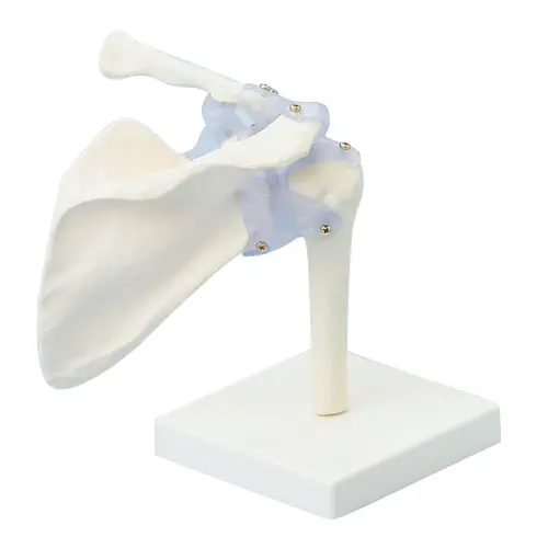 Skulder med ligament og stativ