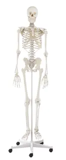 Skjelett Willi Full St&#248;rrelse 176 cm Med stativ