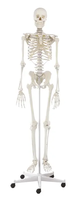 Skjelett Willi Full Størrelse 176 cm Med stativ 