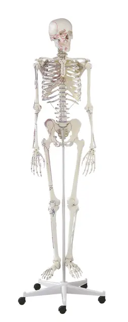 Skjelett Arnold Full Størrelse 176cm På stativ | Med muskelavmerkninger 
