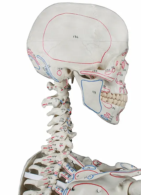 Skjelett Arnold Full Størrelse 176cm På stativ | Med muskelavmerkninger 