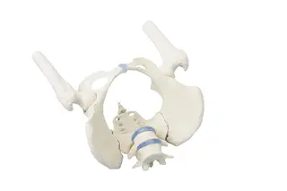 Female Hips With Lumbar 4059