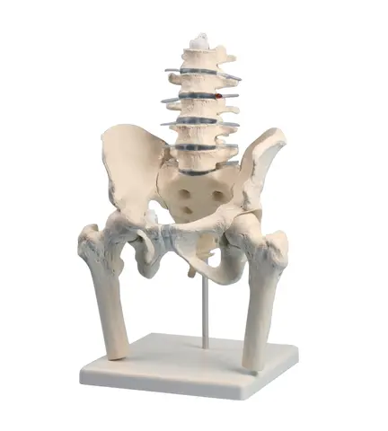 Ryggsøyle og bekkenparti m/hofteben 4045