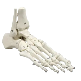 Skjelett av fot m. tibia og fibula 6057 Fleksibel og nummreret.