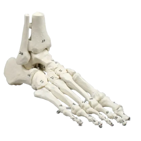 Skjelett av fot m. tibia og fibula 6057 Fleksibel og nummreret.