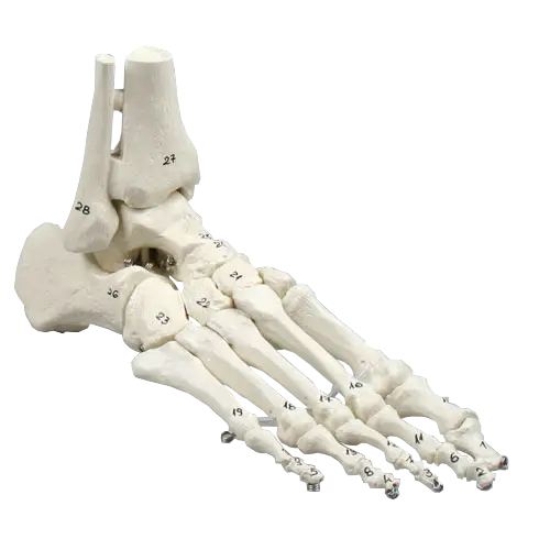 Skjelett av fot m. tibia og fibula 6057 Fleksibel og nummreret. 