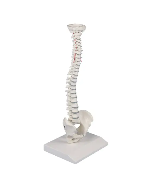 Ryggsøyle Mini m. bekken og stativ 4001 Høyde 38cm 
