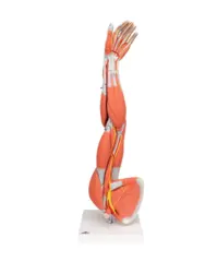 3B Arm Med Muskler 6 deler - 3/4 Life Size