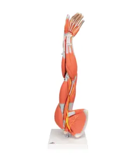 3B Arm Med Muskler 6 deler - 3/4 Life Size