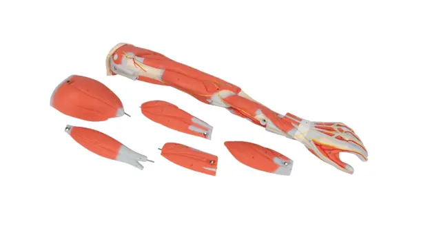 3B Arm Med Muskler 6 deler - 3/4 Life Size 