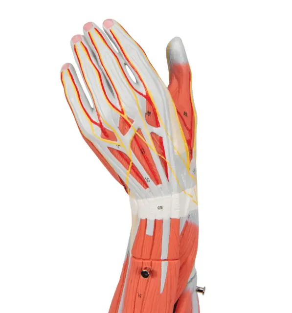 3B Arm Med Muskler 6 deler - 3/4 Life Size 