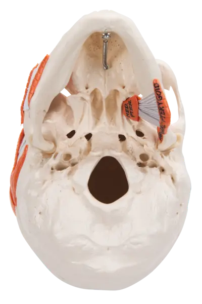 3B TMJ Hodeskalle m. tyggemuskler 2 deler 