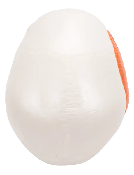 3B TMJ Hodeskalle m. tyggemuskler 2 deler 