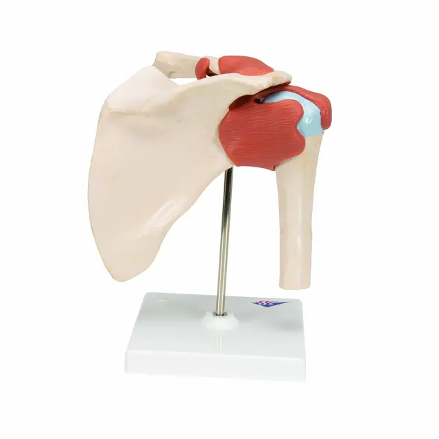 3B Deluxe Functional Shoulder Joint Physiological Movable 
