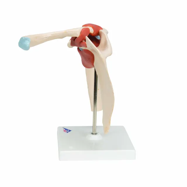 3B Deluxe Functional Shoulder Joint Physiological Movable 