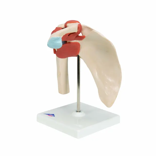 3B Deluxe Functional Shoulder Joint Physiological Movable 