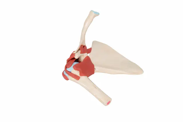 3B Deluxe Functional Shoulder Joint Physiological Movable 