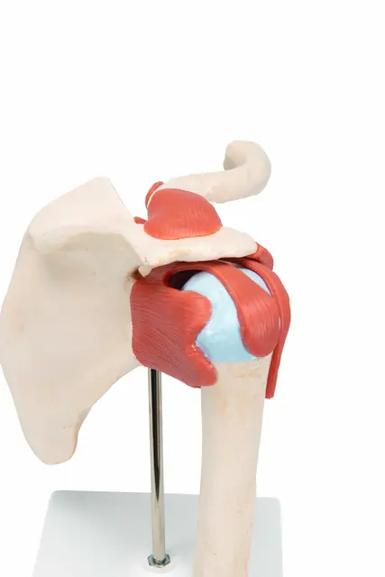 3B Deluxe Functional Shoulder Joint Physiological Movable 