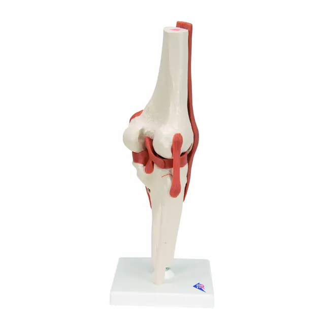 Funksjonelt Kneledd Life-Size Modell 
