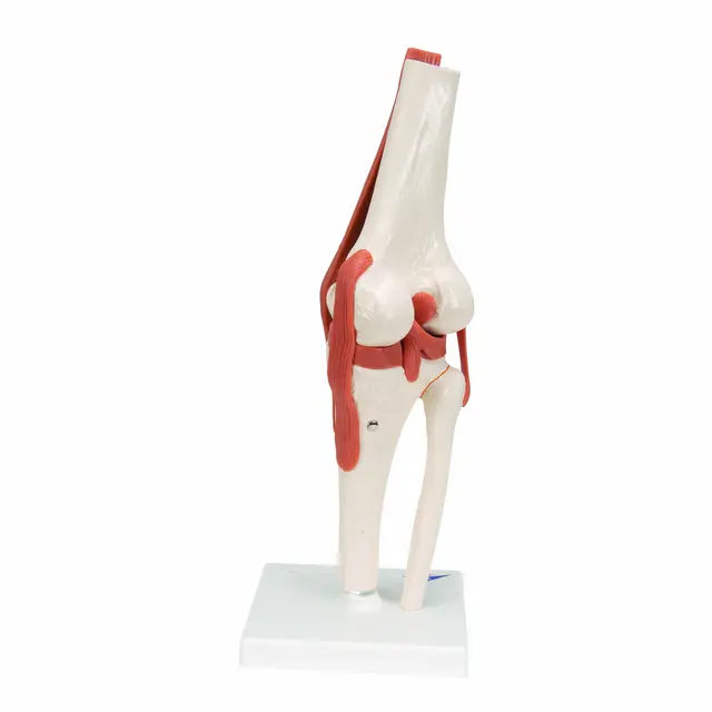 Funksjonelt Kneledd Life-Size Modell 