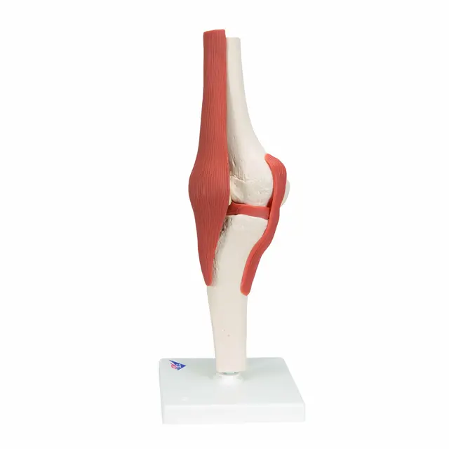 Funksjonelt Kneledd Life-Size Modell 