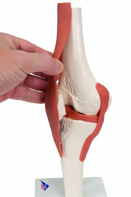 Funksjonelt Kneledd Life-Size Modell 