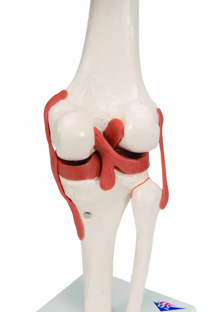 Funksjonelt Kneledd Life-Size Modell 