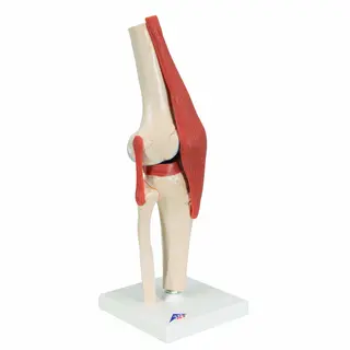 3B Functional Human Knee Joint Ligaments &amp; Marked Cartilage
