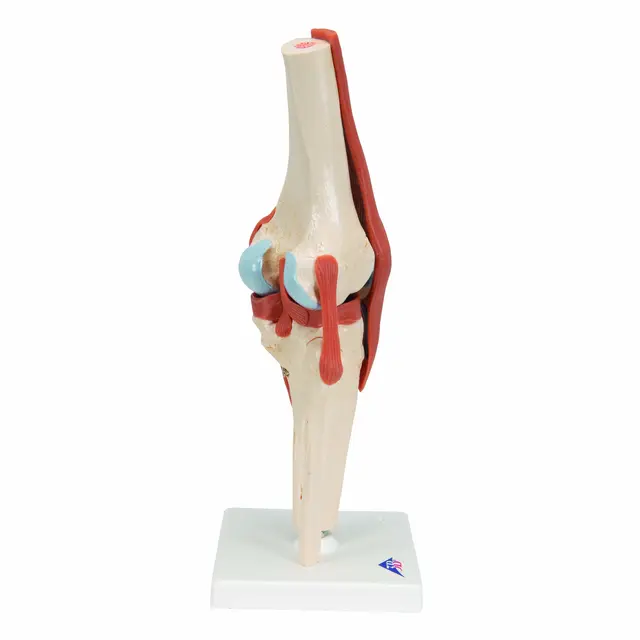 3B Functional Human Knee Joint Ligaments & Marked Cartilage 