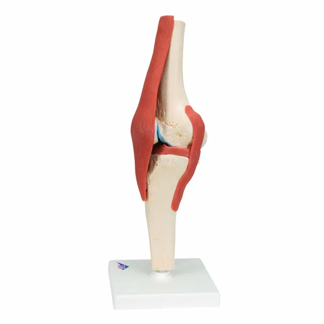 3B Functional Human Knee Joint Ligaments & Marked Cartilage 
