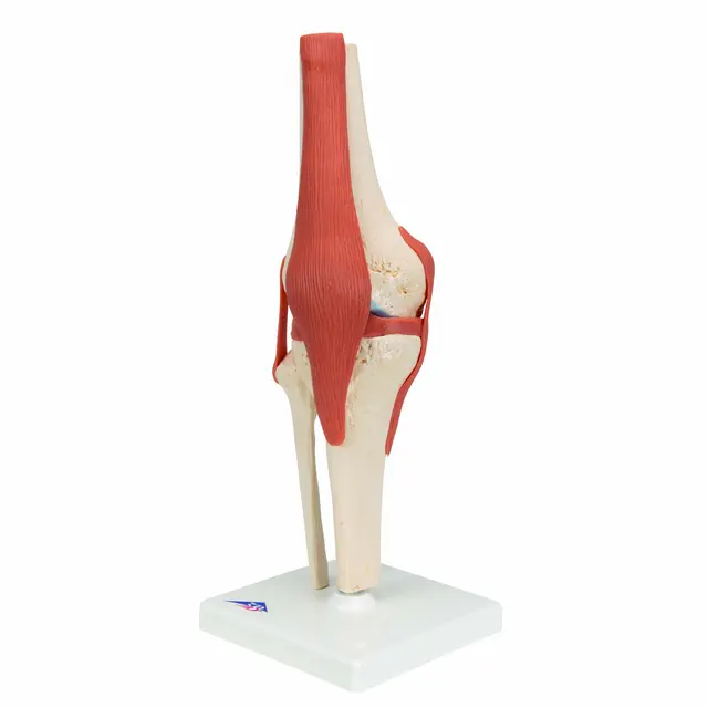 3B Functional Human Knee Joint Ligaments & Marked Cartilage 