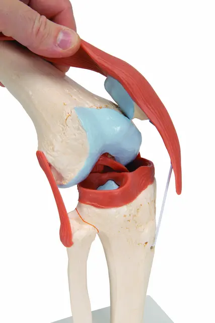 3B Functional Human Knee Joint Ligaments & Marked Cartilage 