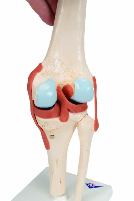 3B Functional Human Knee Joint Ligaments & Marked Cartilage 