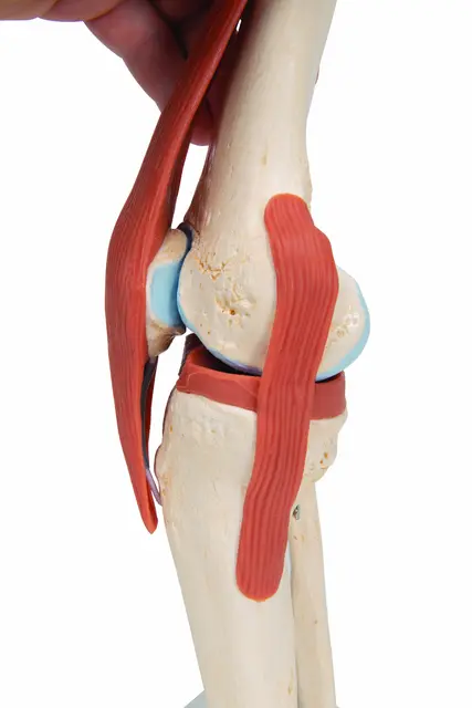 3B Functional Human Knee Joint Ligaments & Marked Cartilage 