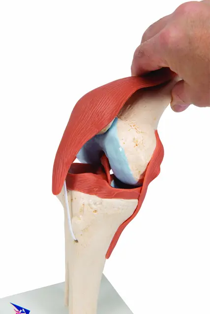 3B Functional Human Knee Joint Ligaments & Marked Cartilage 