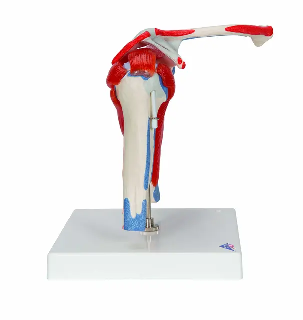 3B Shoulder Joint With Rotator Cuff 5 part 