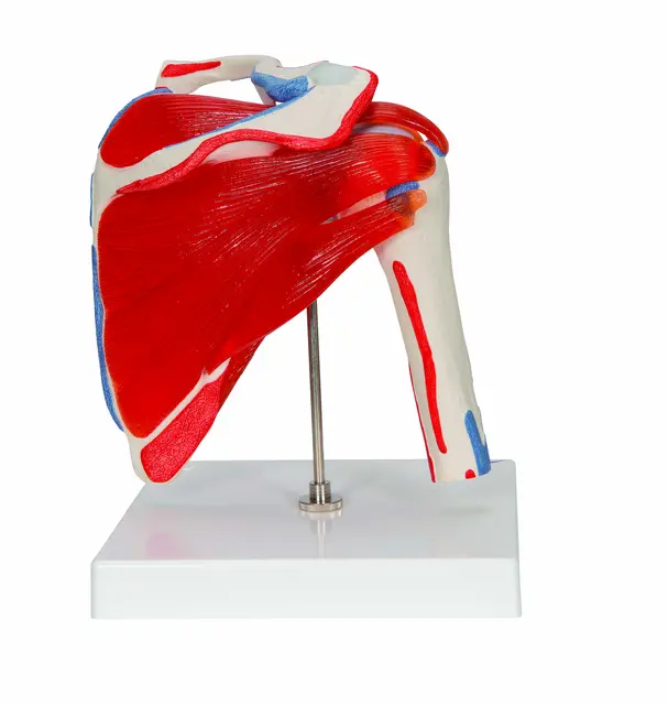 3B Shoulder Joint With Rotator Cuff 5 part 