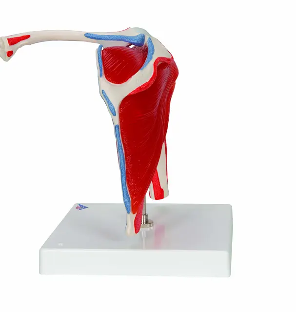 3B Shoulder Joint With Rotator Cuff 5 part 
