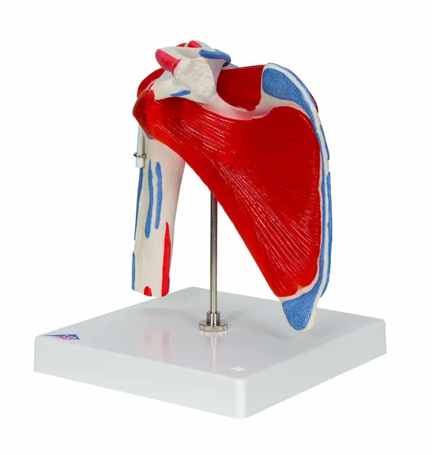 3B Shoulder Joint With Rotator Cuff 5 part 