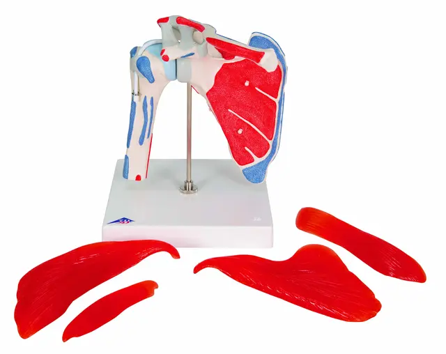3B Shoulder Joint With Rotator Cuff 5 part 