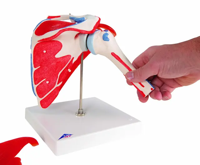 3B Shoulder Joint With Rotator Cuff 5 part 