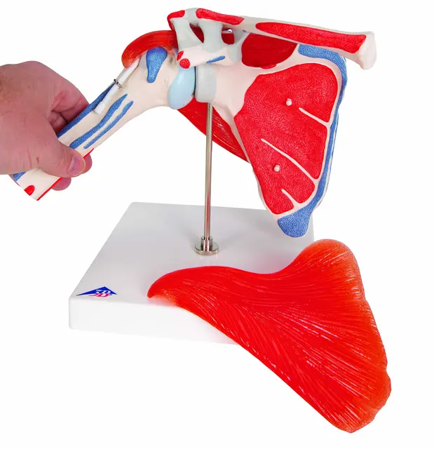 3B Shoulder Joint With Rotator Cuff 5 part 