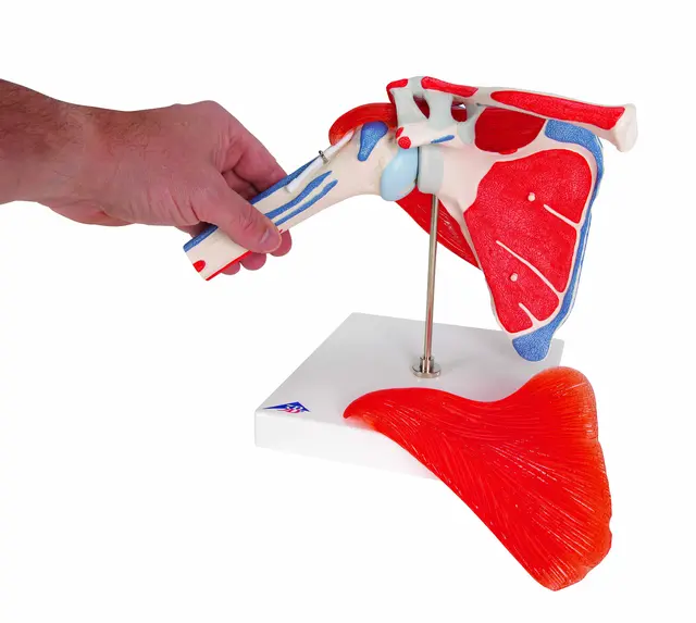 3B Shoulder Joint With Rotator Cuff 5 part 