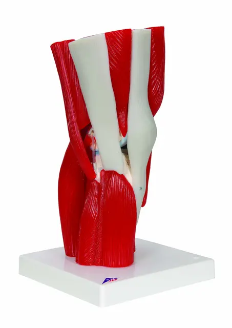 3B Knee Joint with Removable Muscles 12 parts 