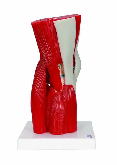 3B Knee Joint with Removable Muscles 12 parts 