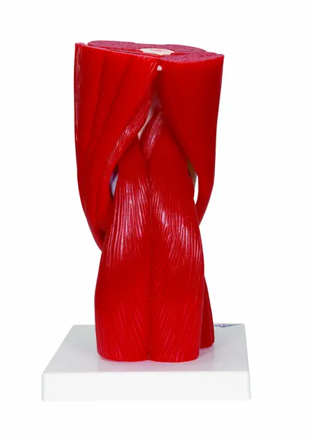 3B Knee Joint with Removable Muscles 12 parts 