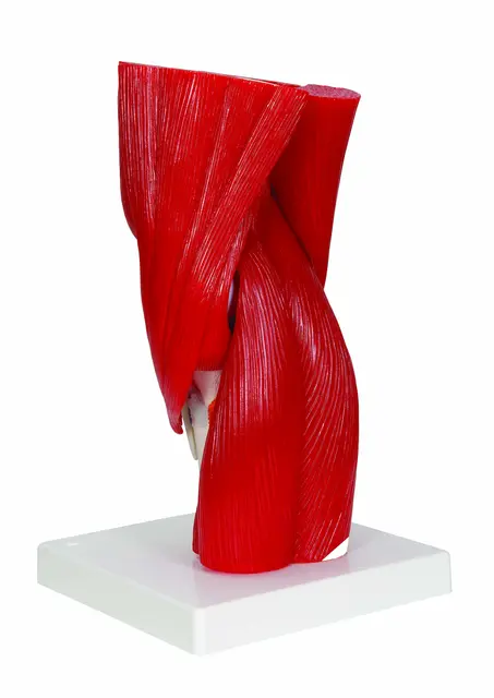 3B Knee Joint with Removable Muscles 12 parts 